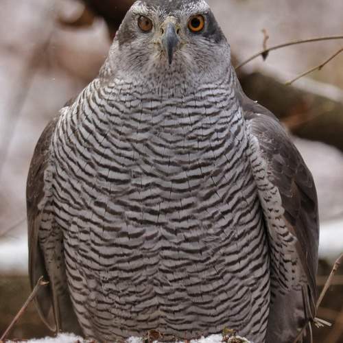 Photo #9912455