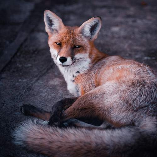 Photo #9914255