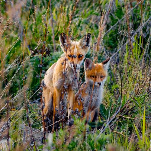 Photo #9921522