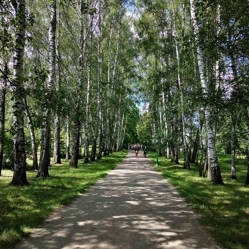 Берёзовая аллея.