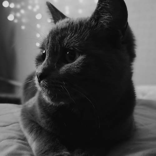 Кот Яшка