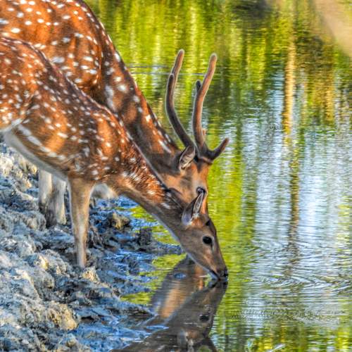 Photo #9924781