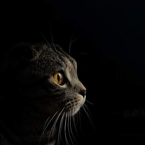 Scottish Fold Cat