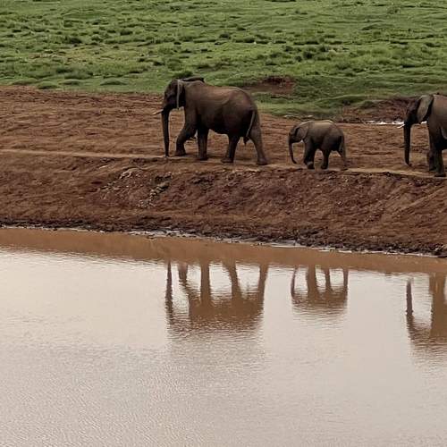 Wild animal world.Kenia