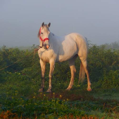 Photo #9929732