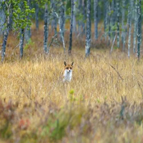 Photo #9930692