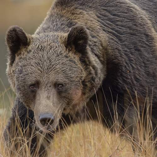 Photo #9930693