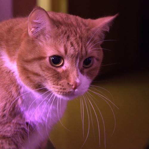 Photo #9930804