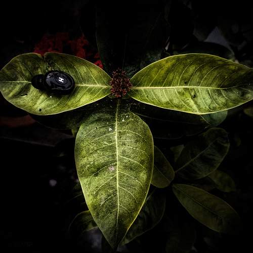 Photo #9931065