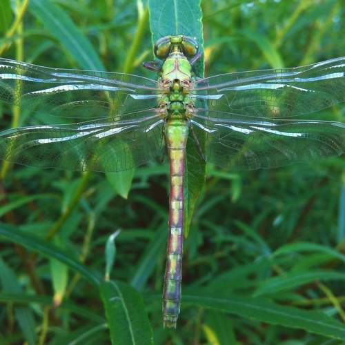Photo #9931563