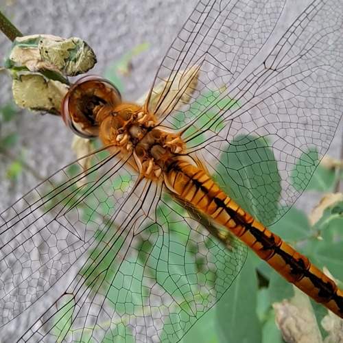 Photo #9932547