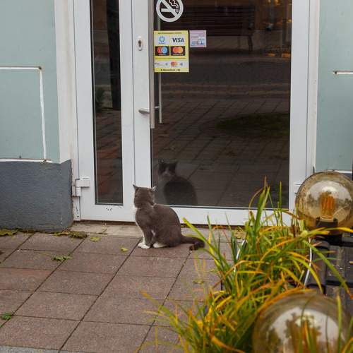 Photo #9932866