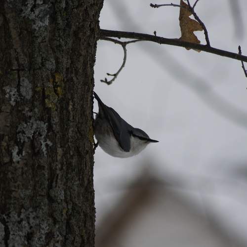 Photo #9933264