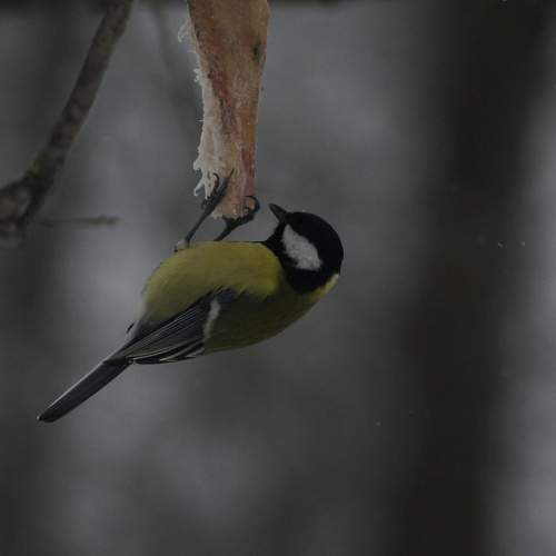 Photo #9933265