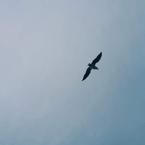 Photo #9933704