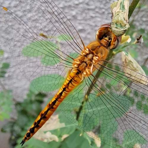 Photo #9934627