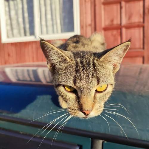 Photo #9934703