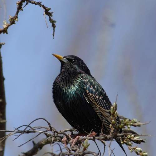 Photo #9935102