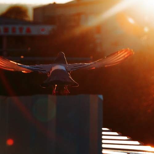 Photo #9936902