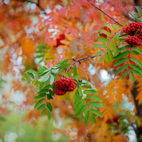 Photo #9939742