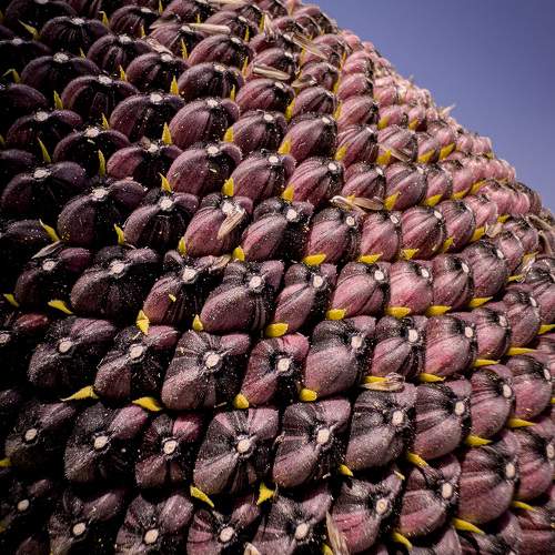 Sunflower seeds