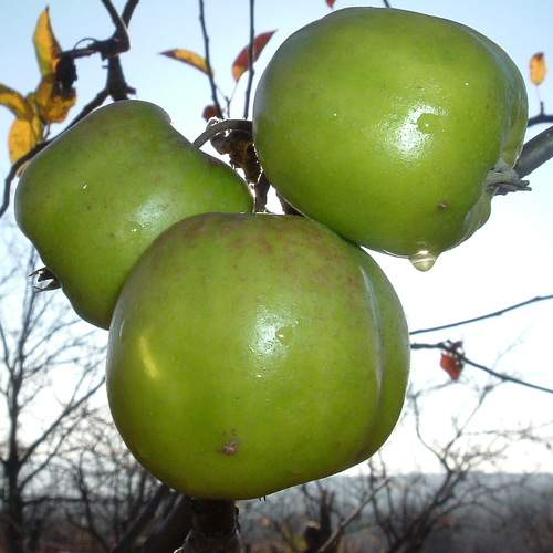 The apples