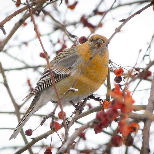 Photo #9940846