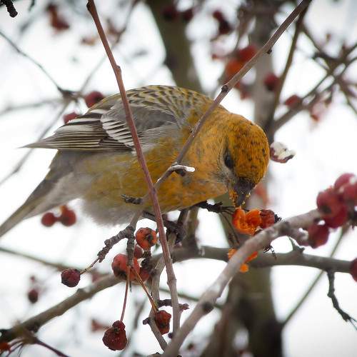 Photo #9940847