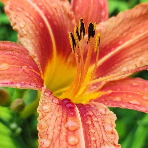 Photo #9941116