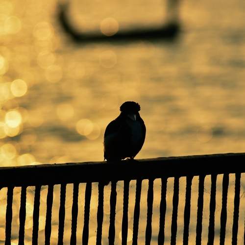Photo #9943505