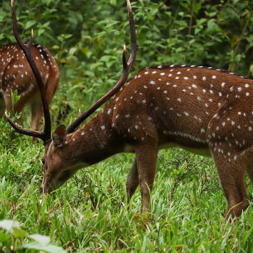 Deer Day Wild