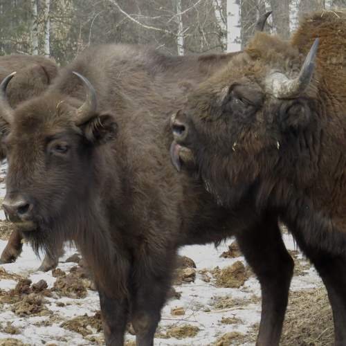 Photo #9943946