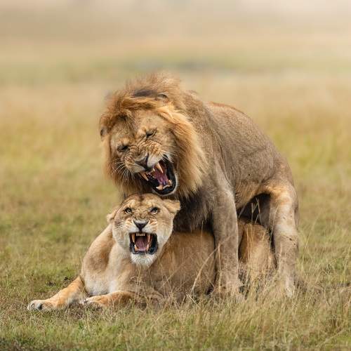 Photo #9944688