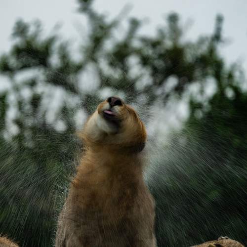 Photo #9944710