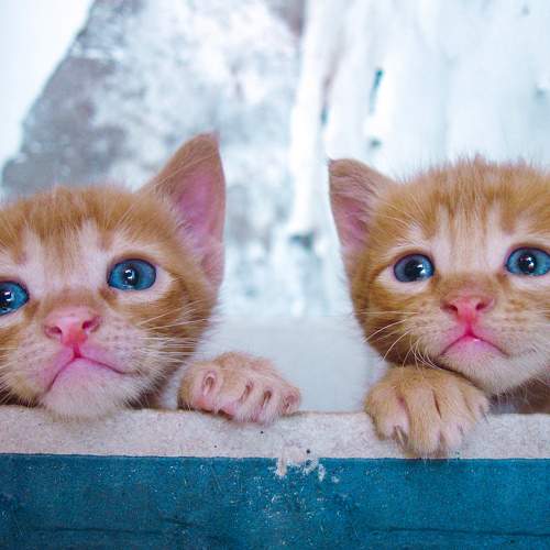 Photo #9946875