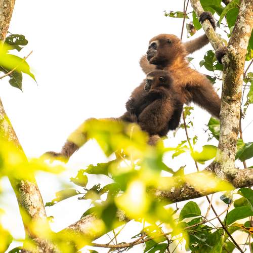The Jungle gymnast