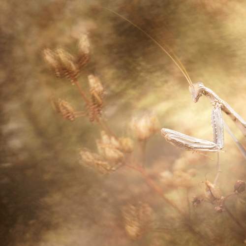 Photo #9947391