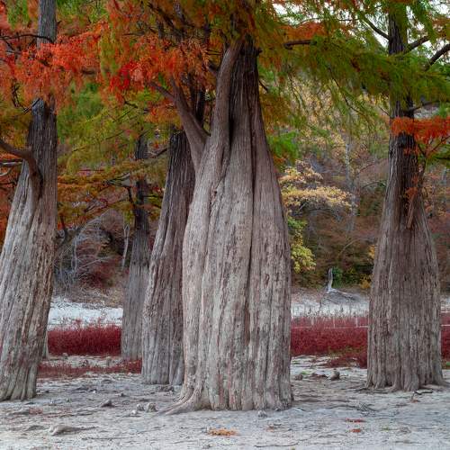 Taxodium distichum