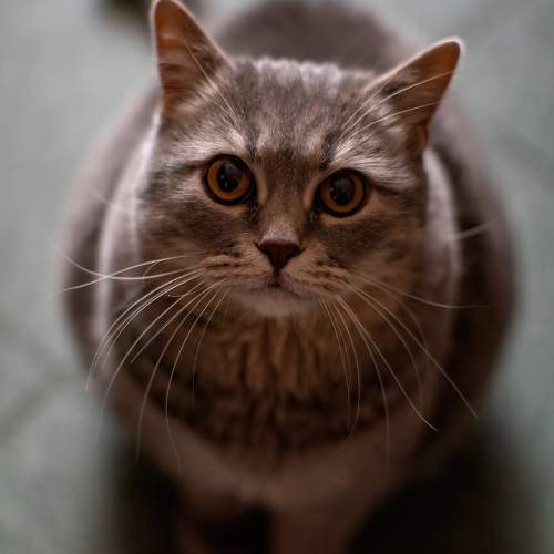 Photo #9948677