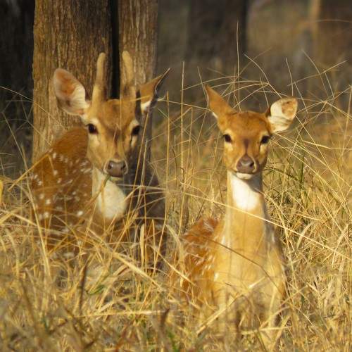 Mom & child spotted deer taing in last rays of sunlight