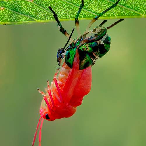 A molting jewels bugs insect.