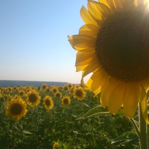 Photo #996011