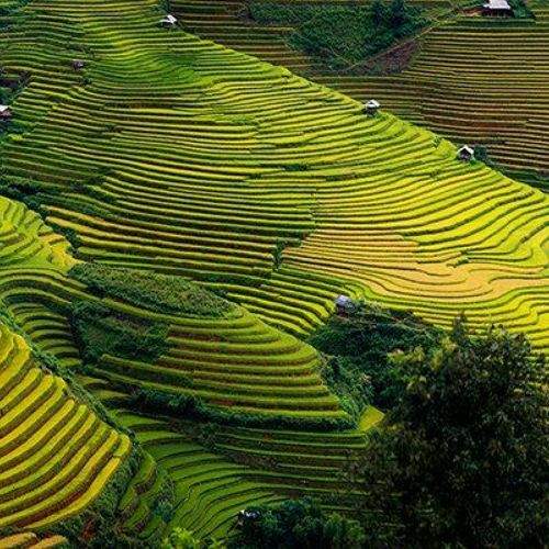 Vietnam terraced paddies fields