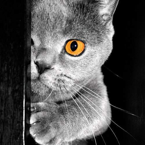 Кот