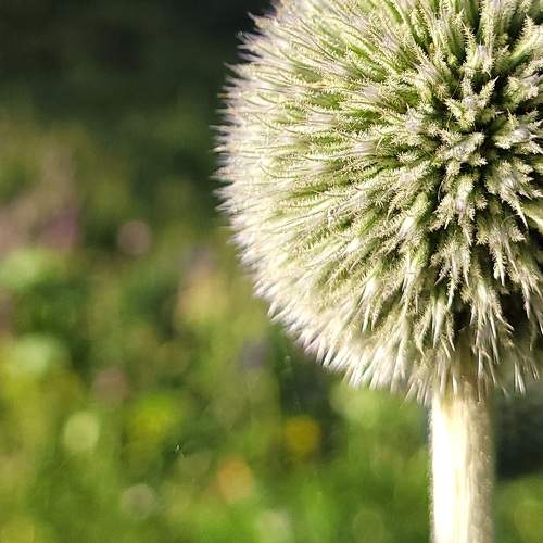 Photo #9950005