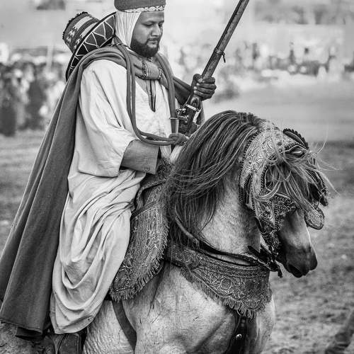 الخيل العربي الاصيل
