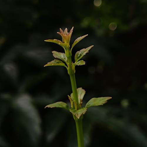 Photo #9951750