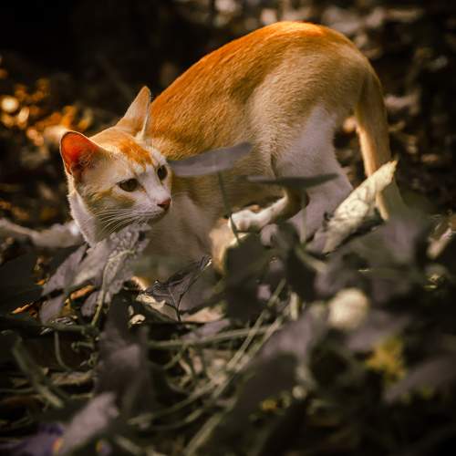 Curious Cat Walk Alone in Forest
