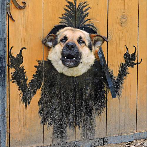 Photo #9953698