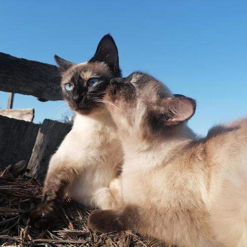 Photo #9954221